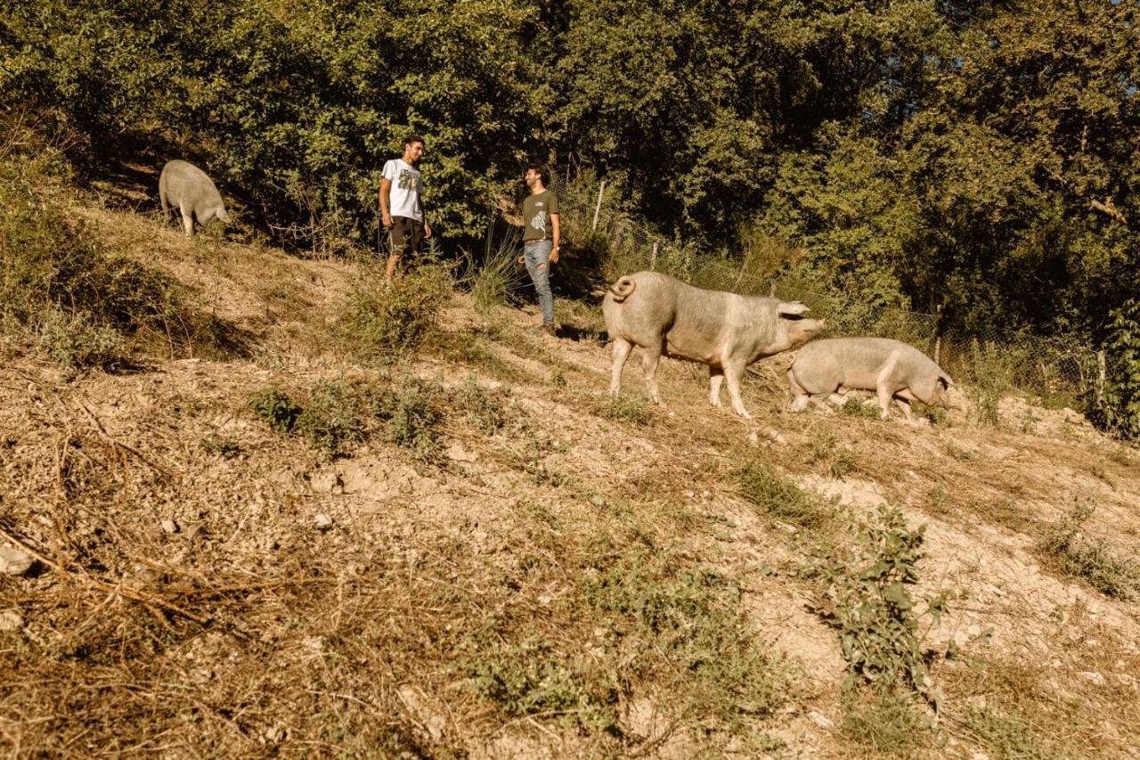 Agriturismo Le Radici ウンベルティデ エクステリア 写真